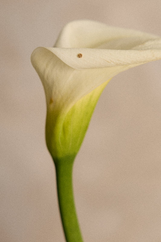 PIERCING SOIR D´OR - Especial novias